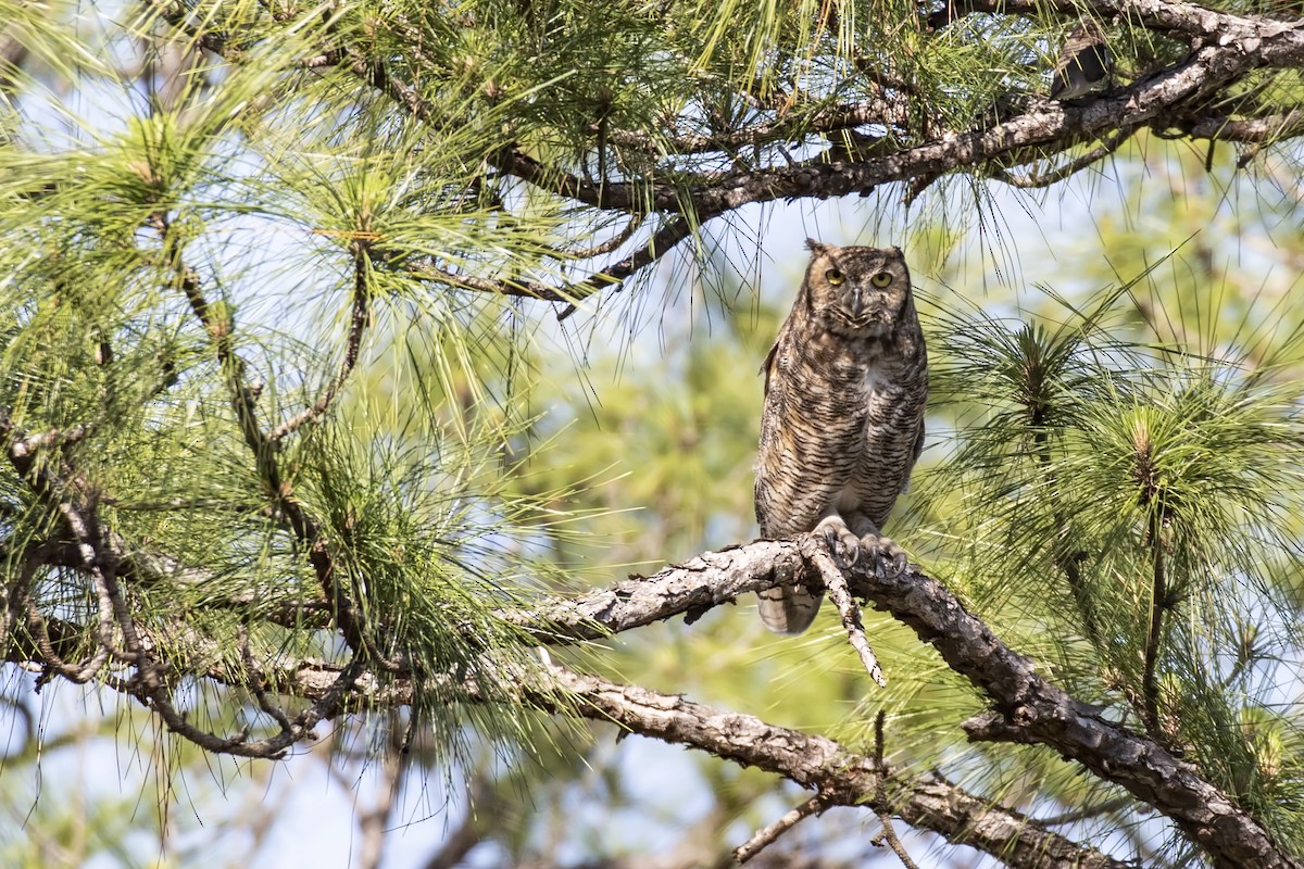 Great Horned Owl - ML154577841
