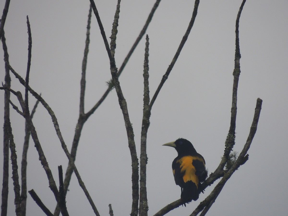 Yellow-rumped Cacique - ML154583121
