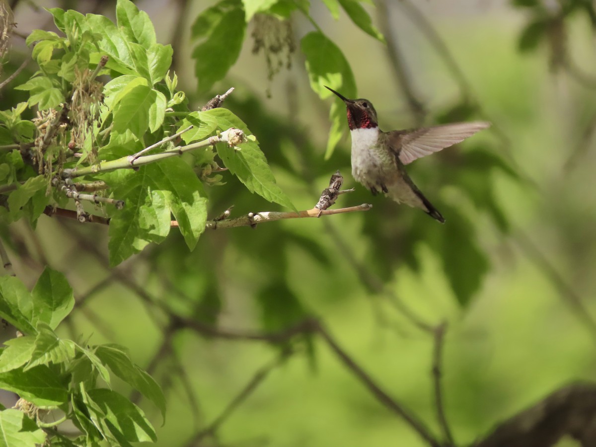 Broad-tailed Hummingbird - ML154589521