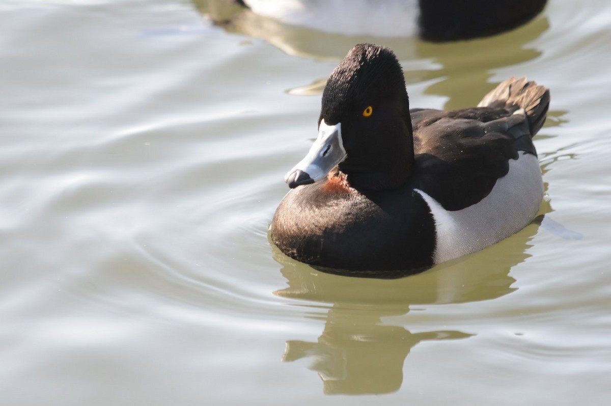 Ring-necked Duck - Bruce Mast