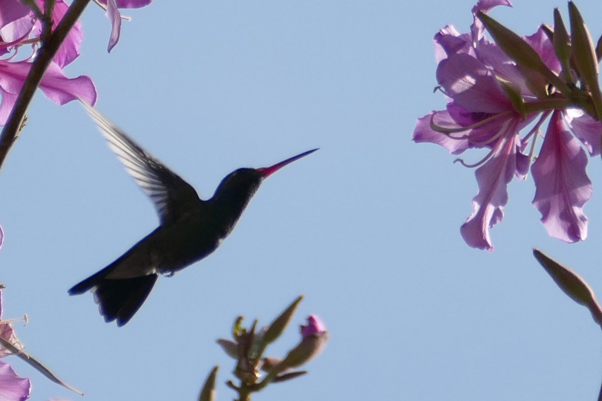 Broad-billed Hummingbird - ML154593681