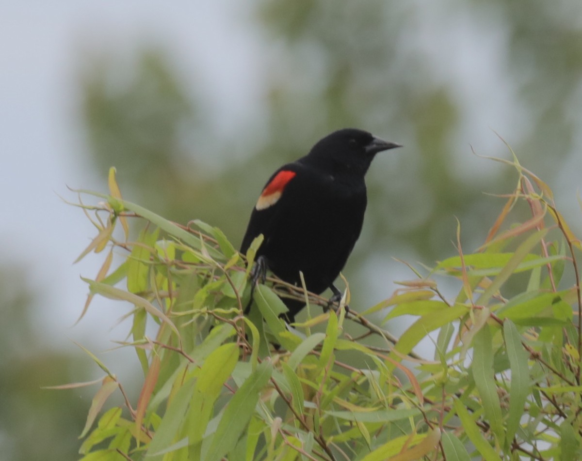 Red-winged Blackbird - ML154595281