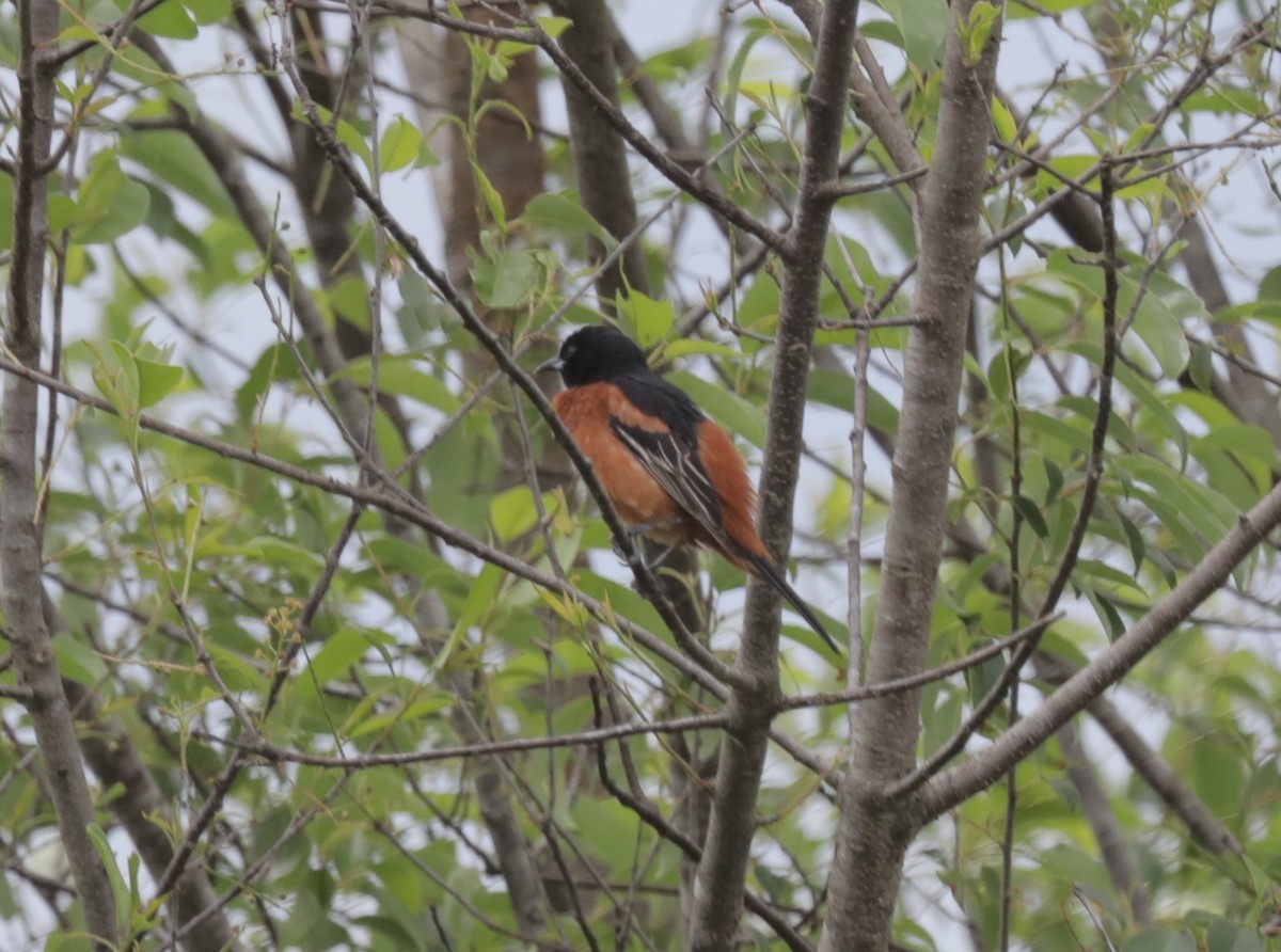 Orchard Oriole - ML154595351