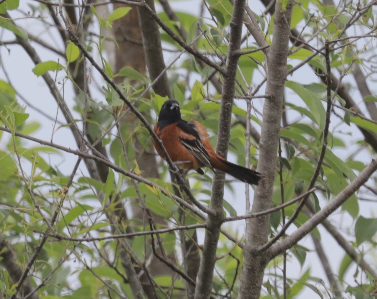 Orchard Oriole - ML154595391