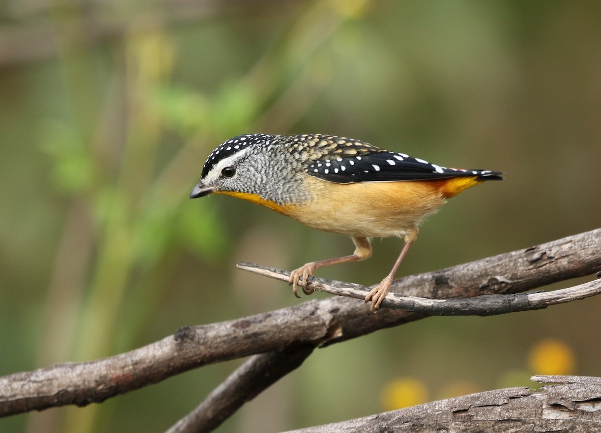 Spotted Pardalote - ML154595681