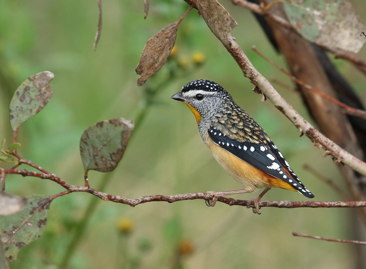 Spotted Pardalote - ML154595691