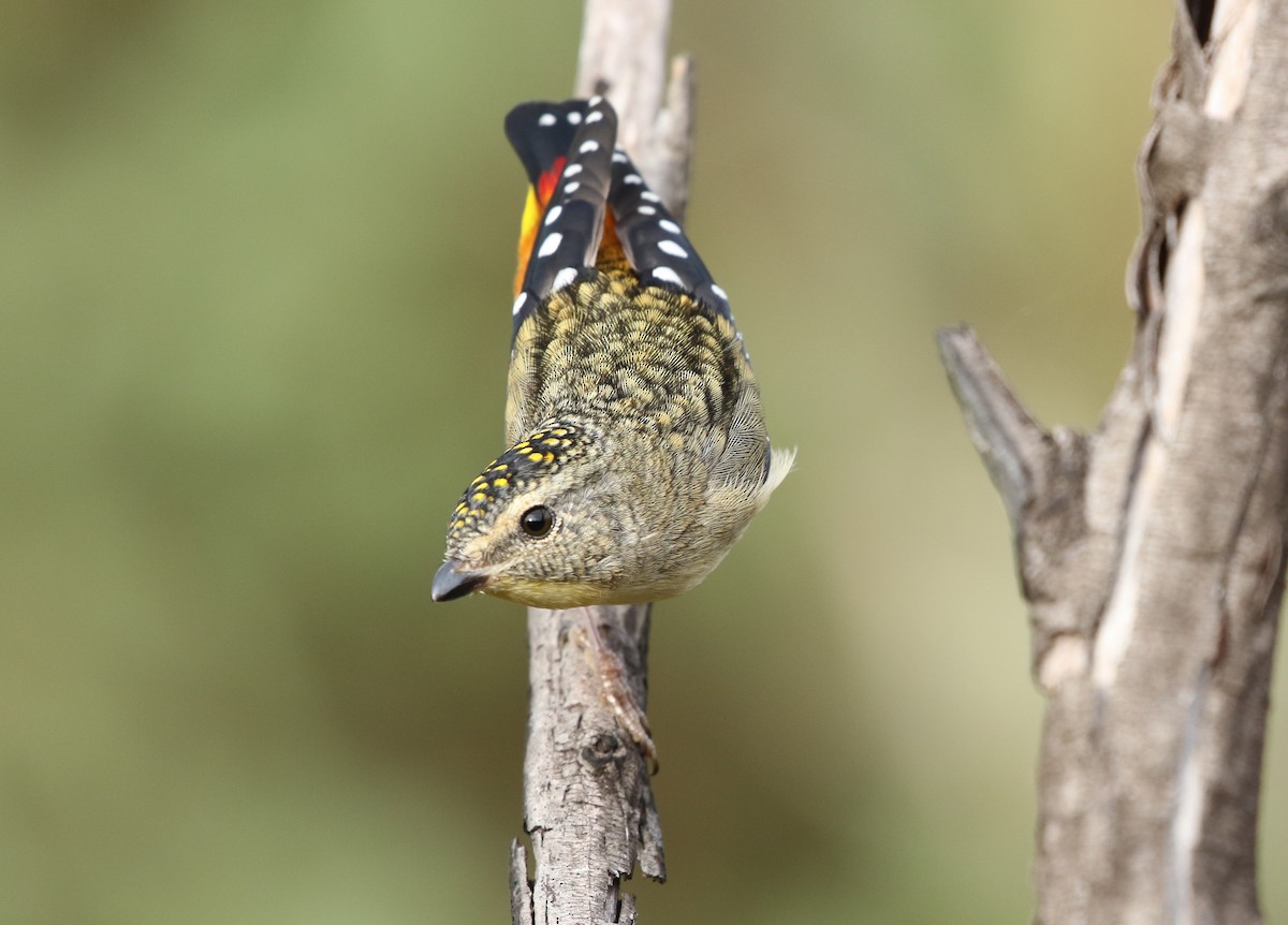 Spotted Pardalote - ML154595761