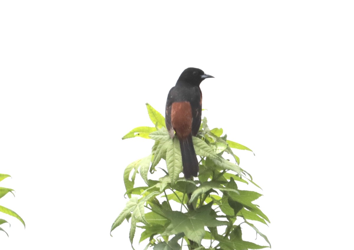 Orchard Oriole - ML154596451