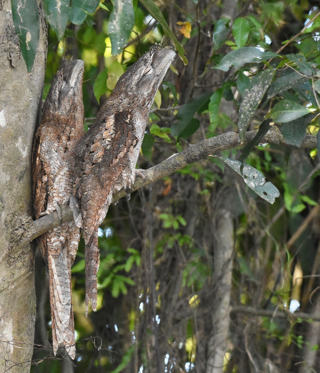 Papuan Frogmouth - ML154599381