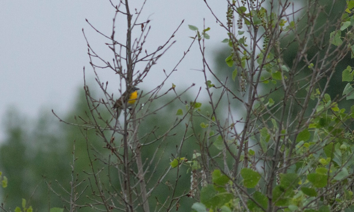 Yellow-breasted Chat - ML154600991