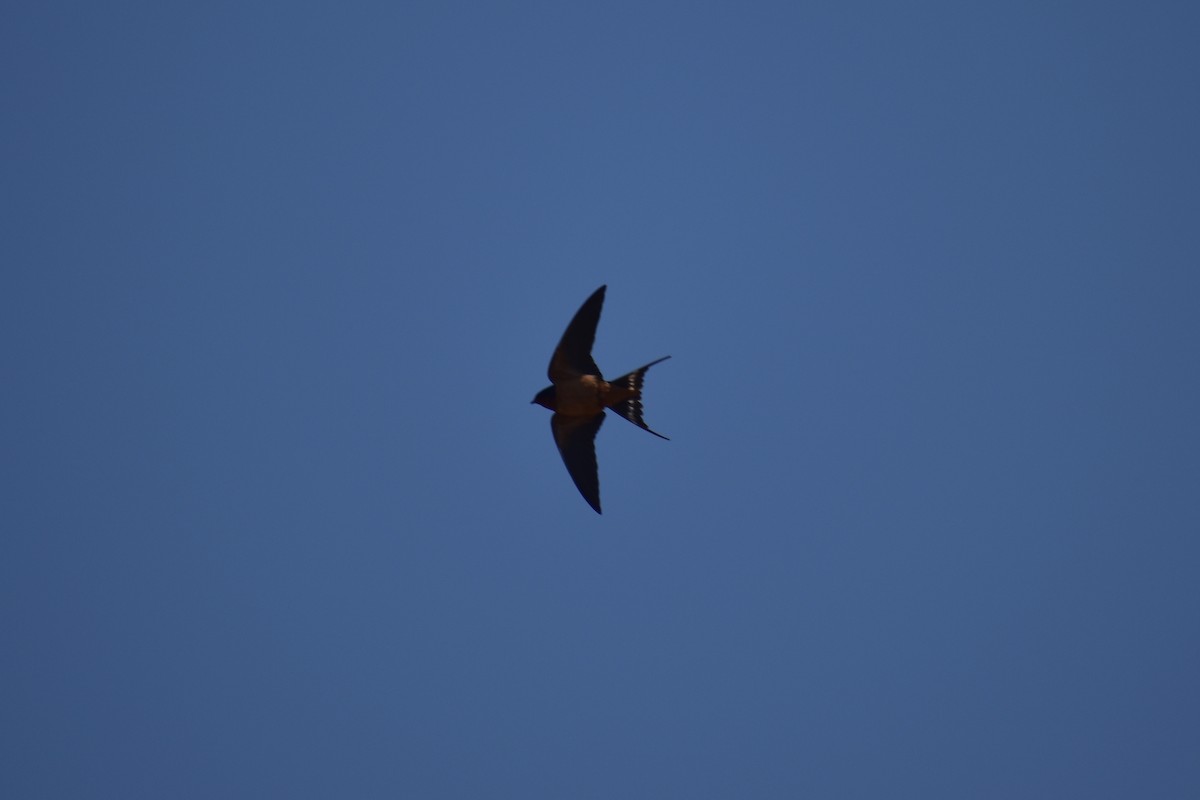 Barn Swallow - ML154603201