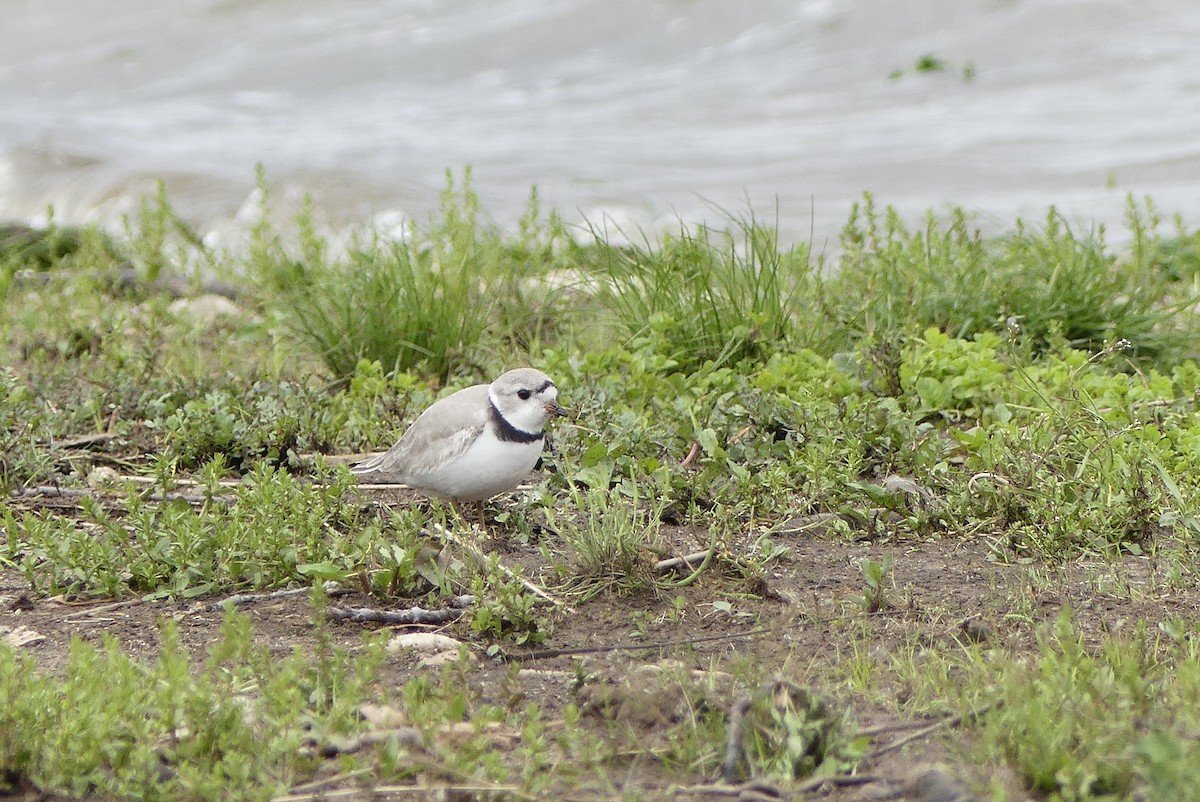 Piping Plover - ML154603771