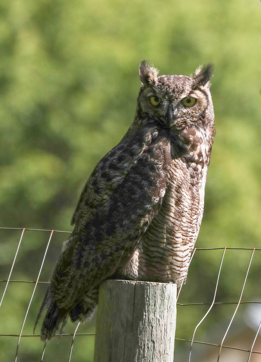 Great Horned Owl - ML154603851