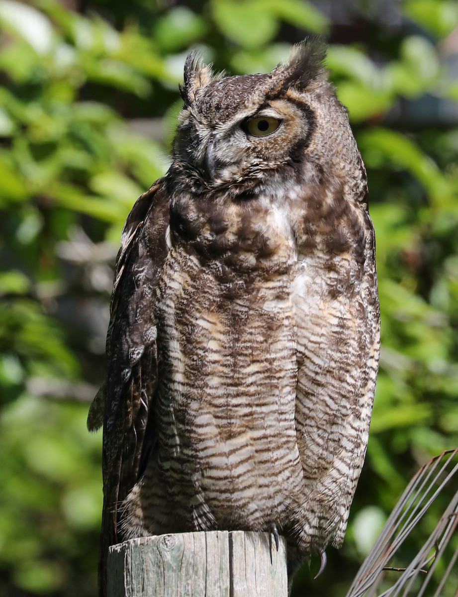 Great Horned Owl - ML154603941