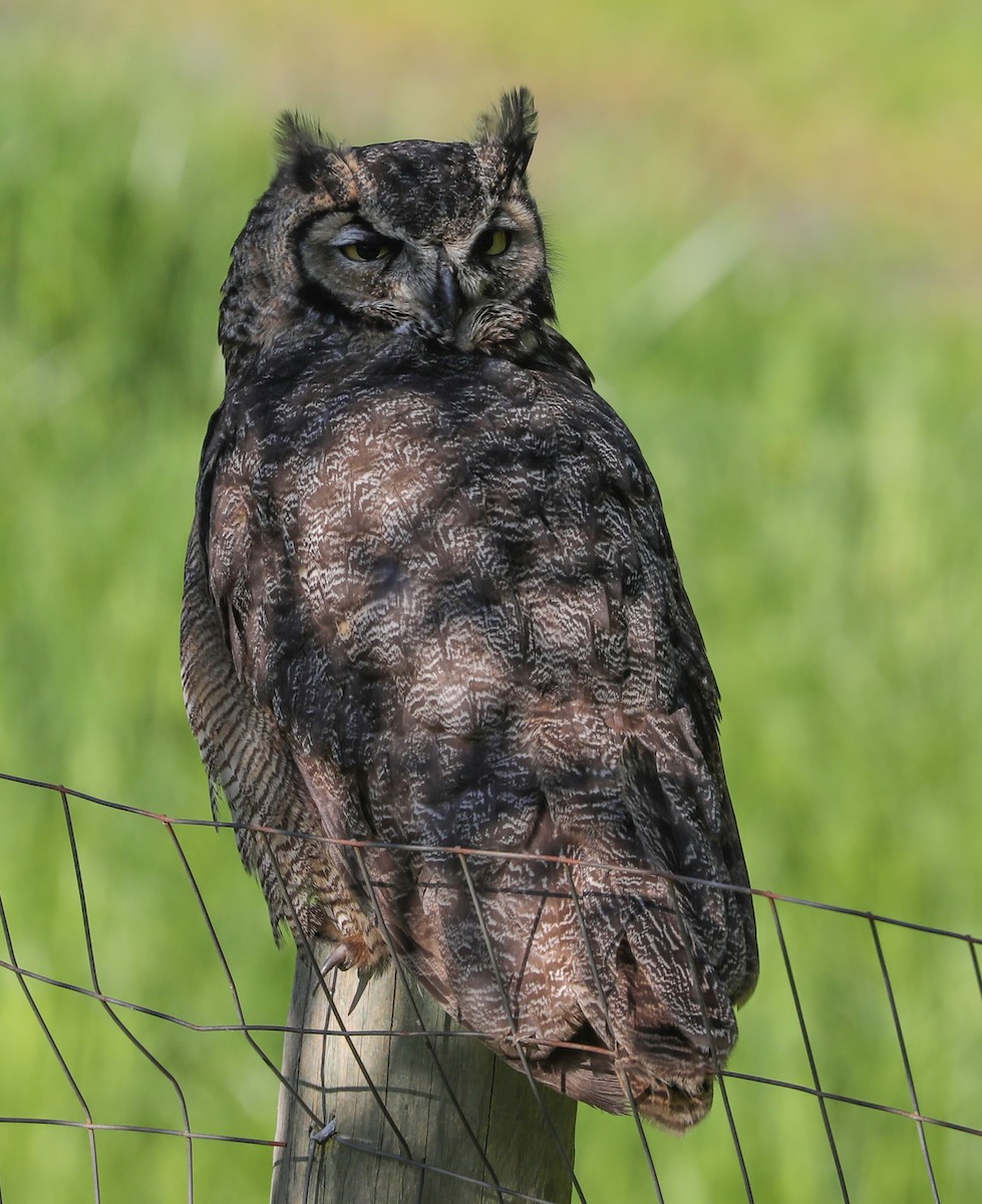 Great Horned Owl - ML154604291