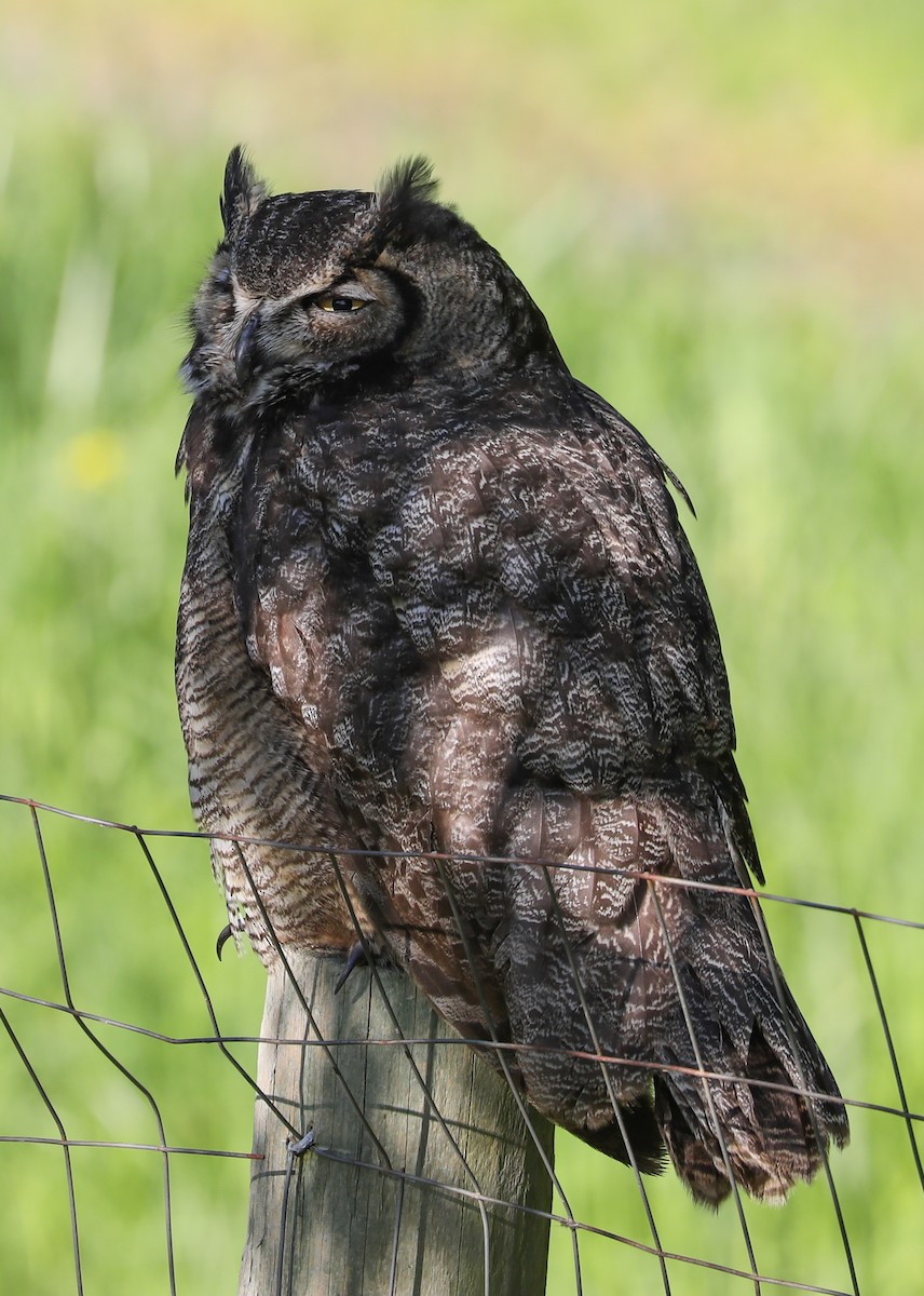 Great Horned Owl - ML154604821