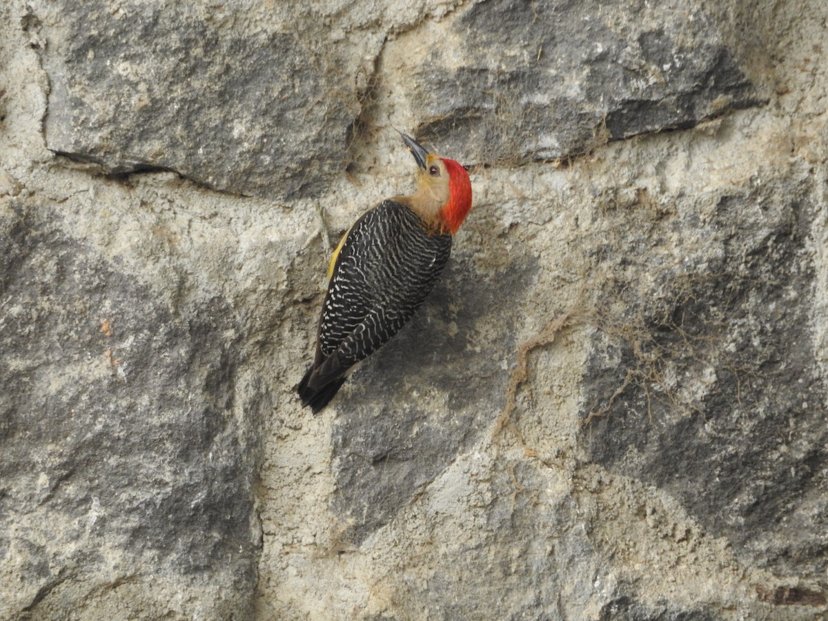 Golden-fronted Woodpecker (Velasquez's) - ML154607161