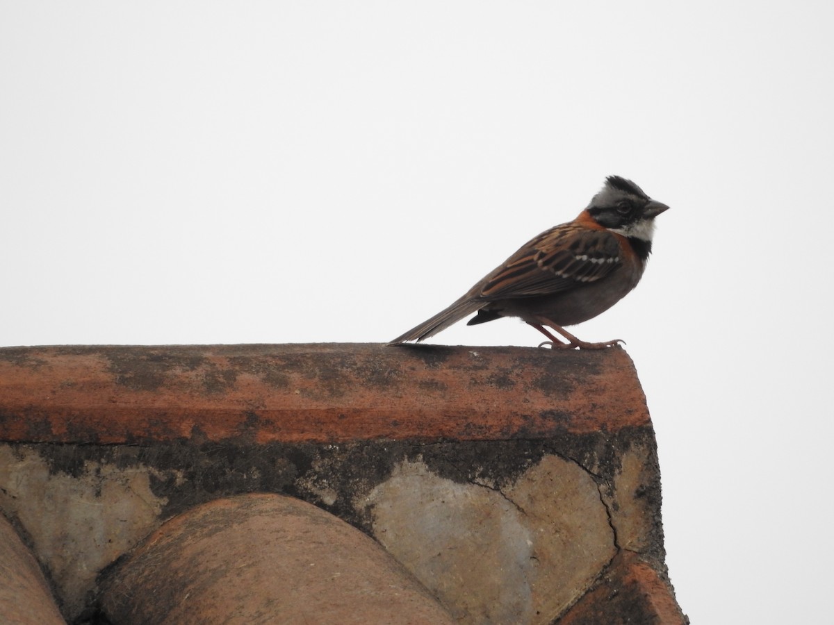 Rufous-collared Sparrow - ML154607201