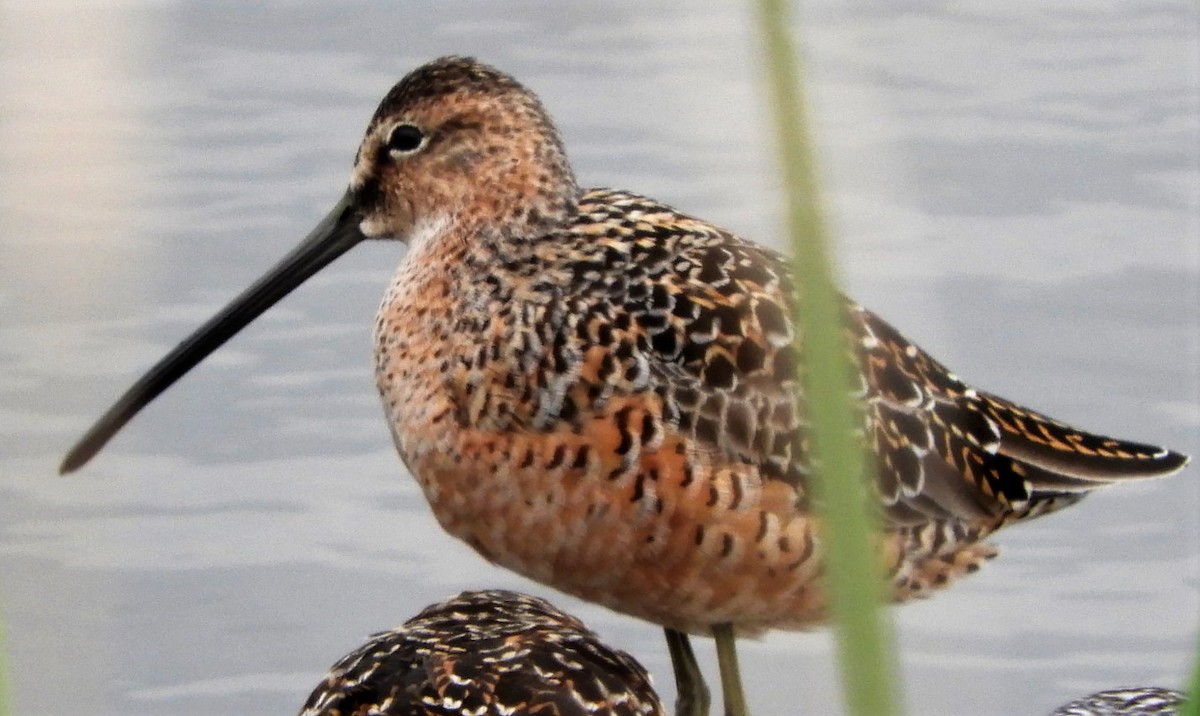 Long-billed Dowitcher - ML154607711