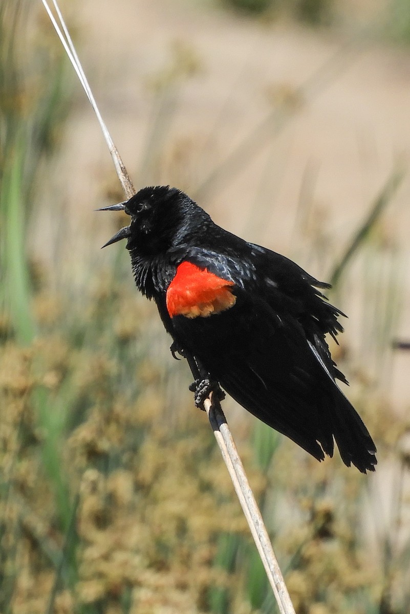 Red-winged Blackbird - ML154611341