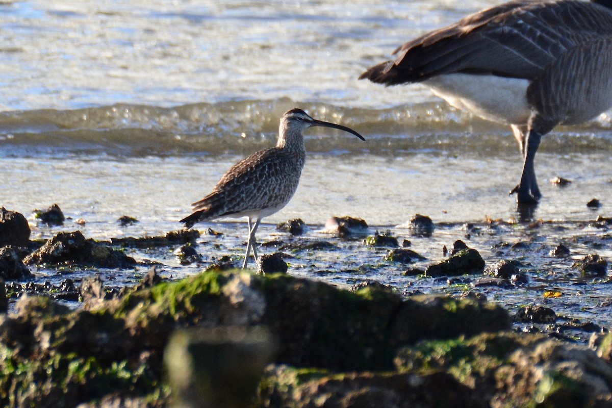 Whimbrel - Will Brooks