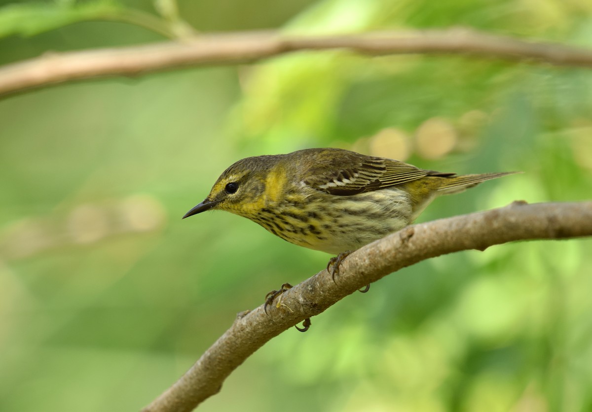 Cape May Warbler - ML154618311