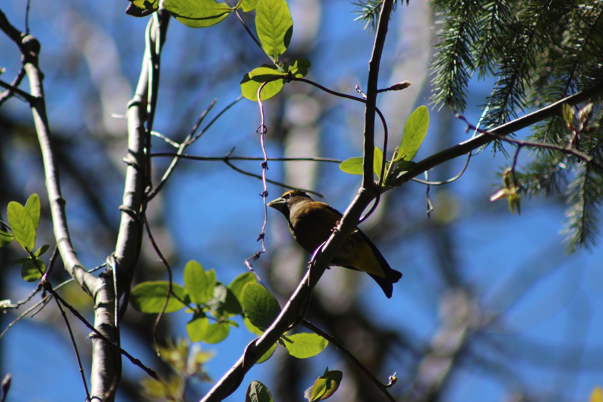 eBird Checklist - 28 Apr 2019 - Comox--Lazo Marsh trail - 25 species