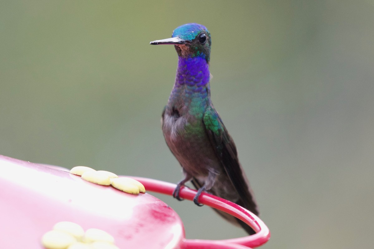 Charming Hummingbird - ML154622261