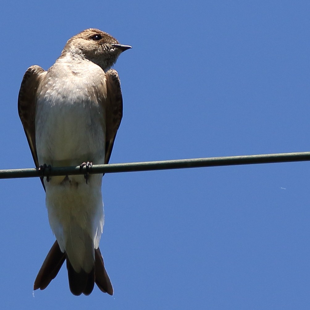 Northern Rough-winged Swallow - ML154623931