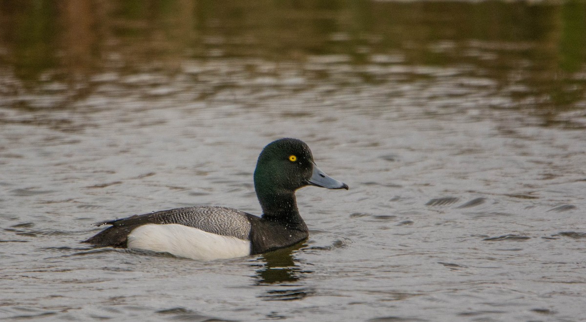 Greater Scaup - Jacob Collison