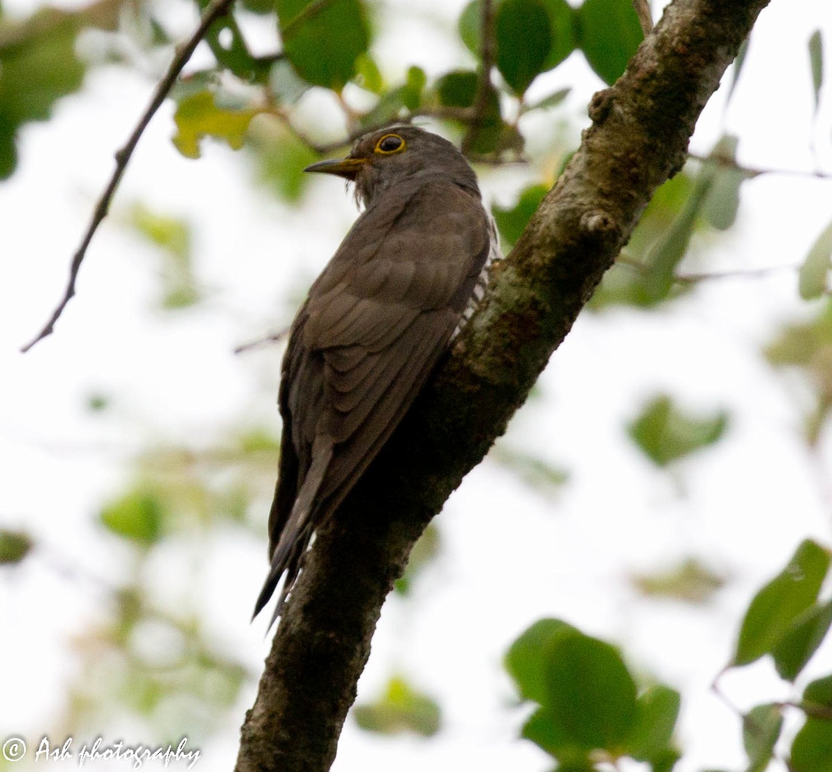 Indian Cuckoo - Ashwini Bhatt