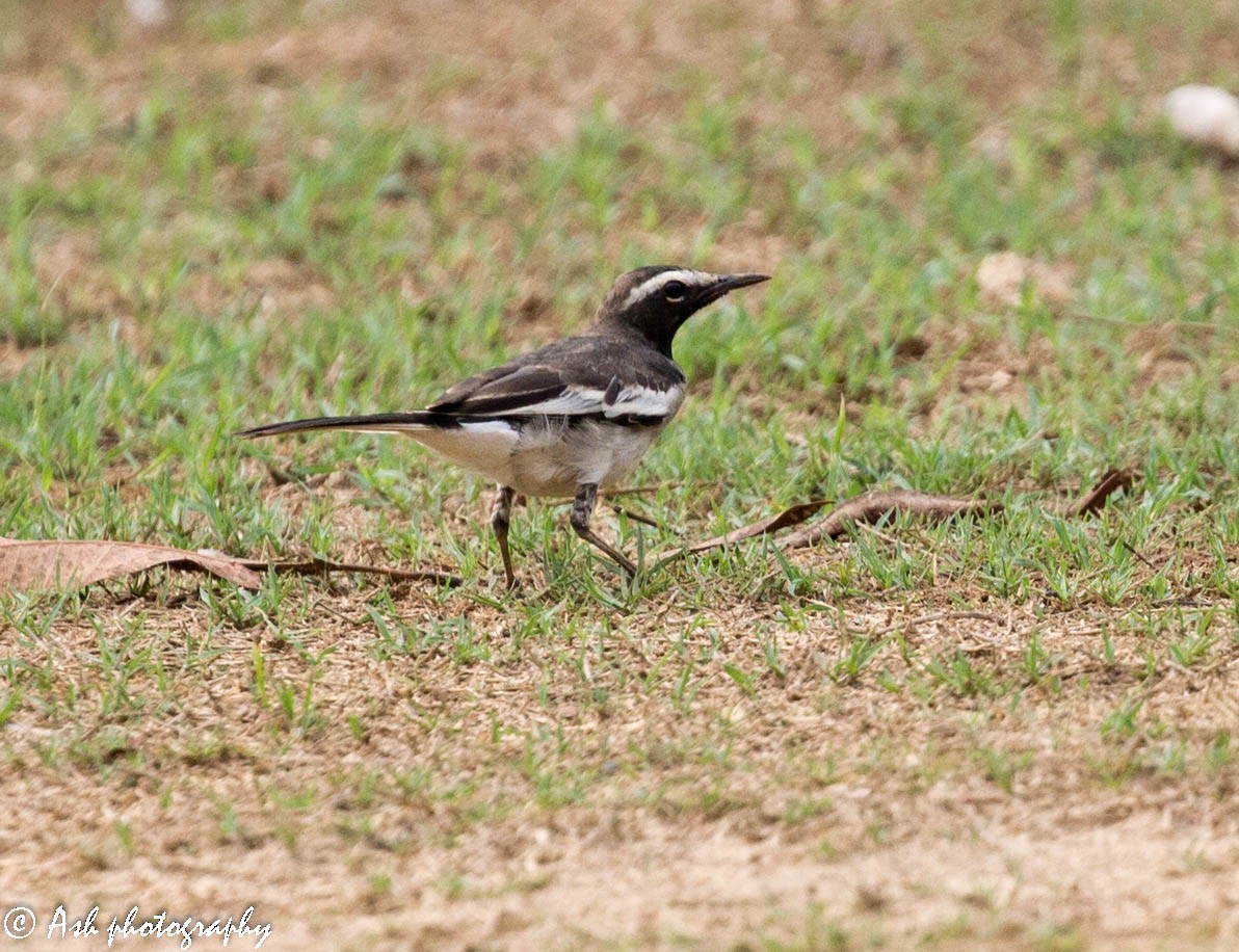 White-browed Wagtail - ML154625071