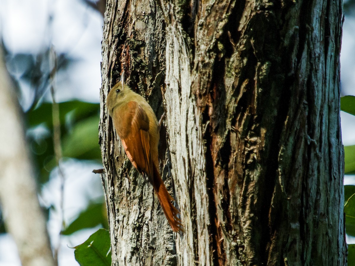 Olivaceous Woodcreeper (Reiser's) - Nick Athanas