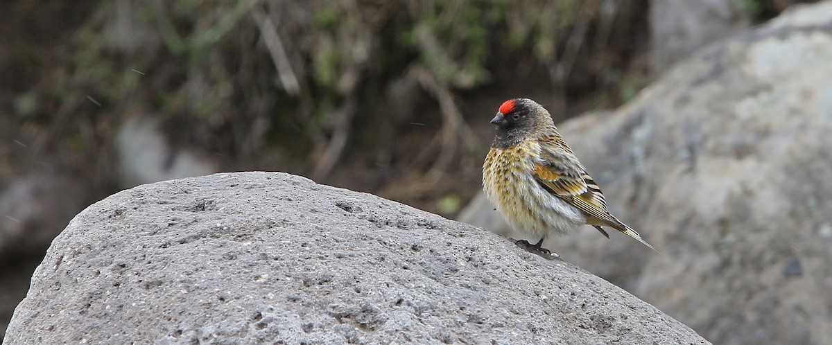 Fire-fronted Serin - ML154627991
