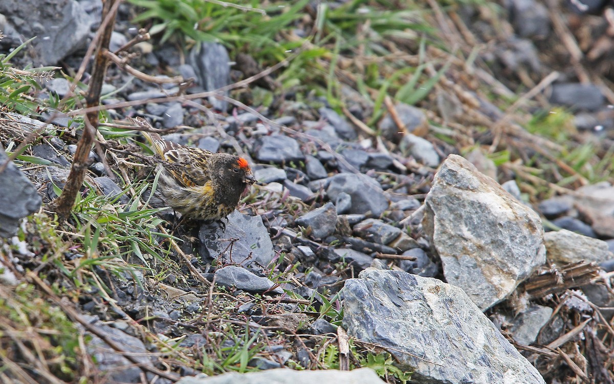Fire-fronted Serin - ML154628131