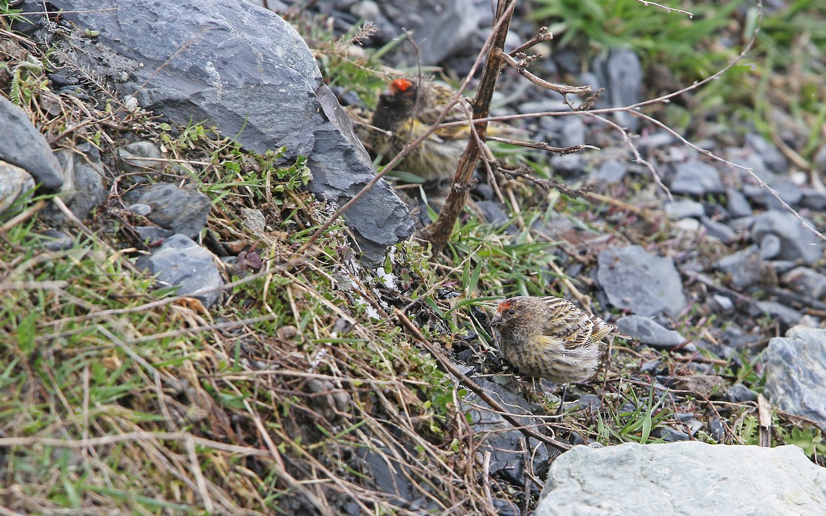 Fire-fronted Serin - ML154628161