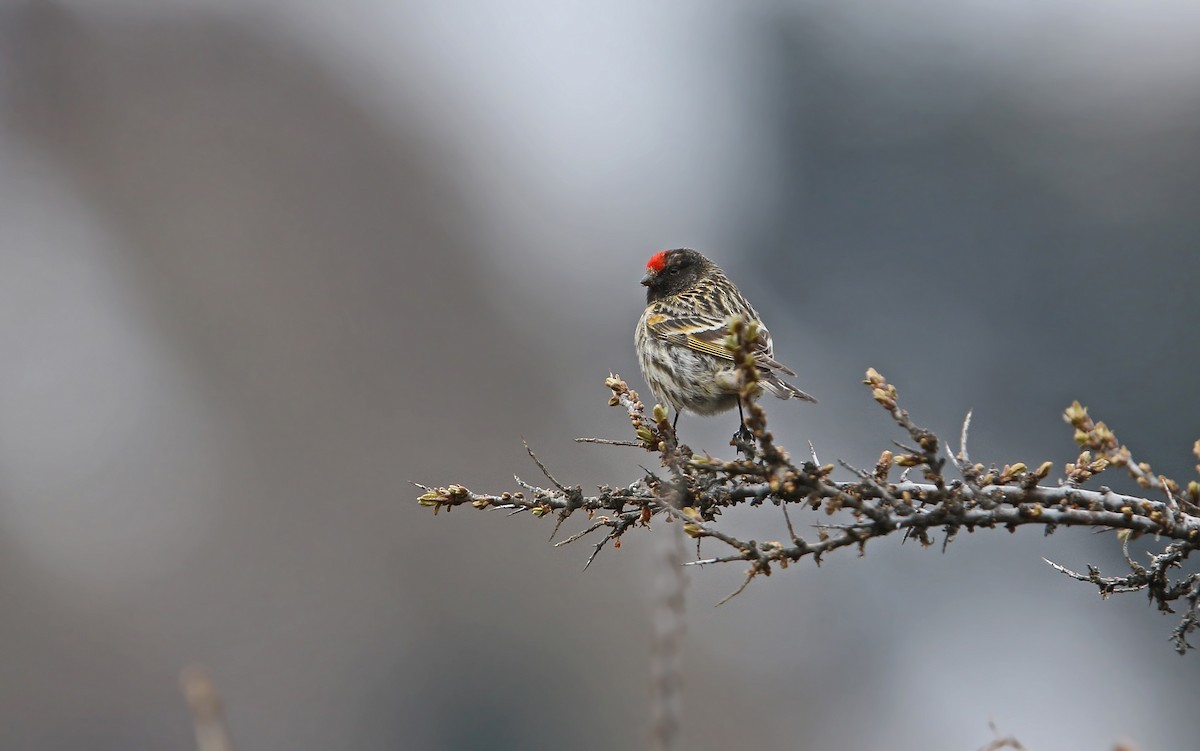 Fire-fronted Serin - Christoph Moning