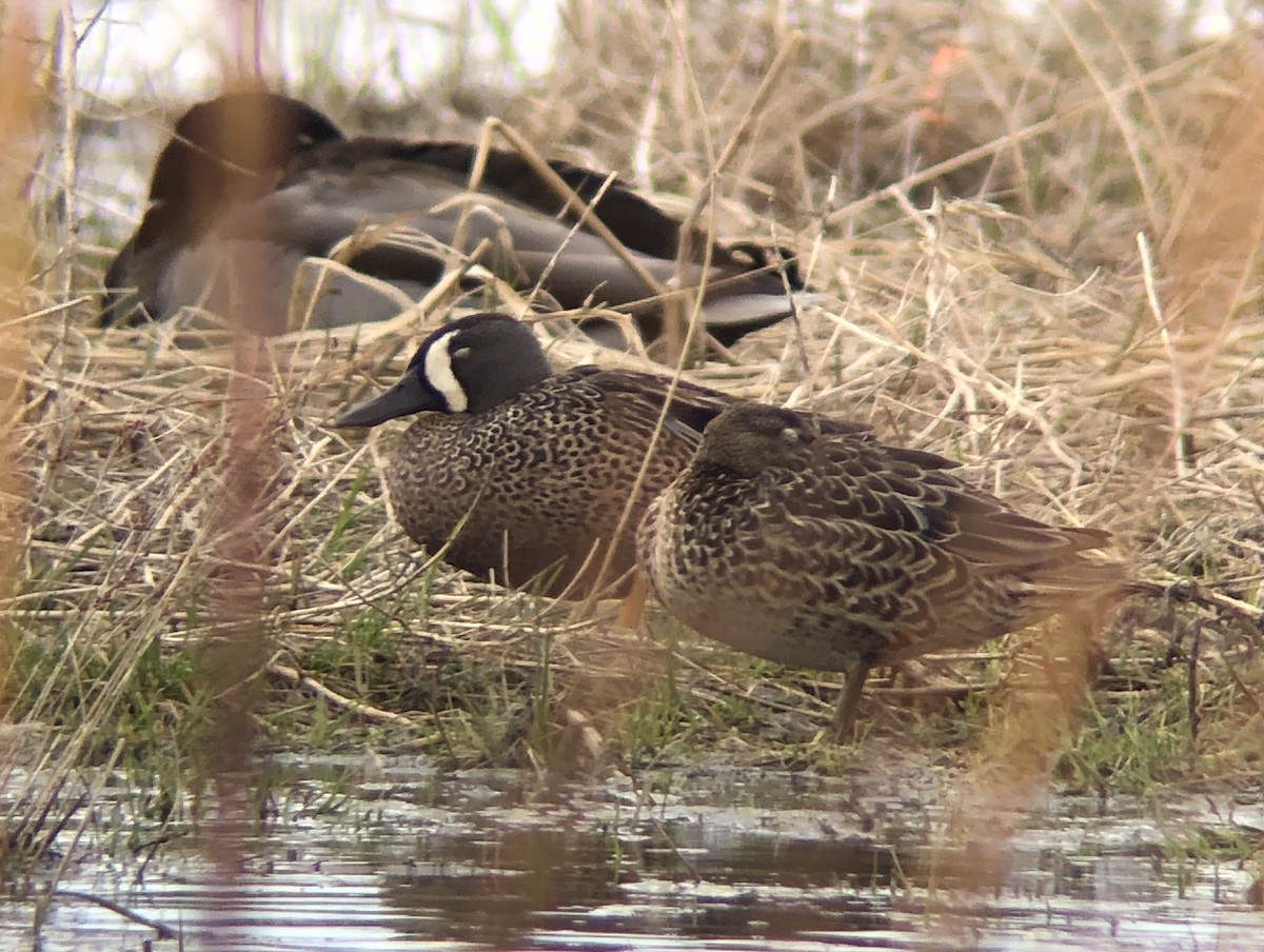 Blue-winged Teal - ML154628471