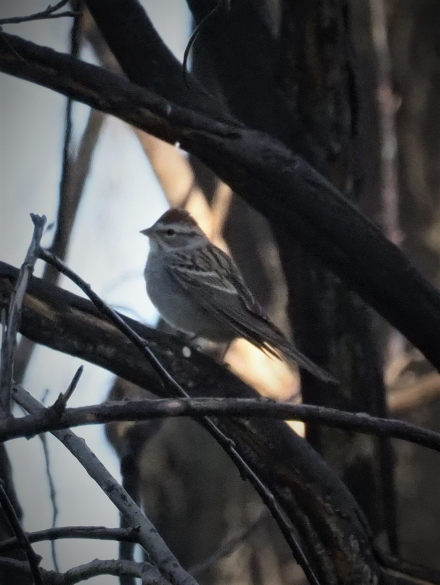 Chipping Sparrow - Jack Wickel