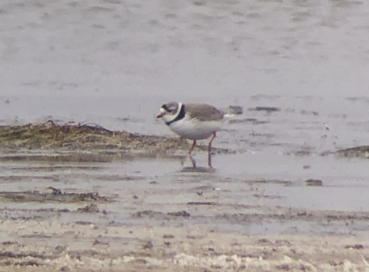 Piping Plover - ML154629141