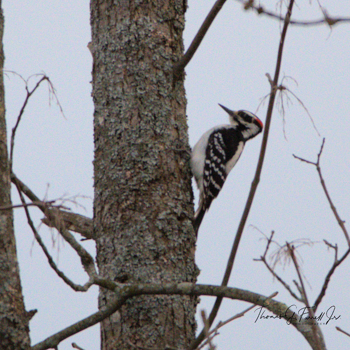 Hairy Woodpecker - ML154630121
