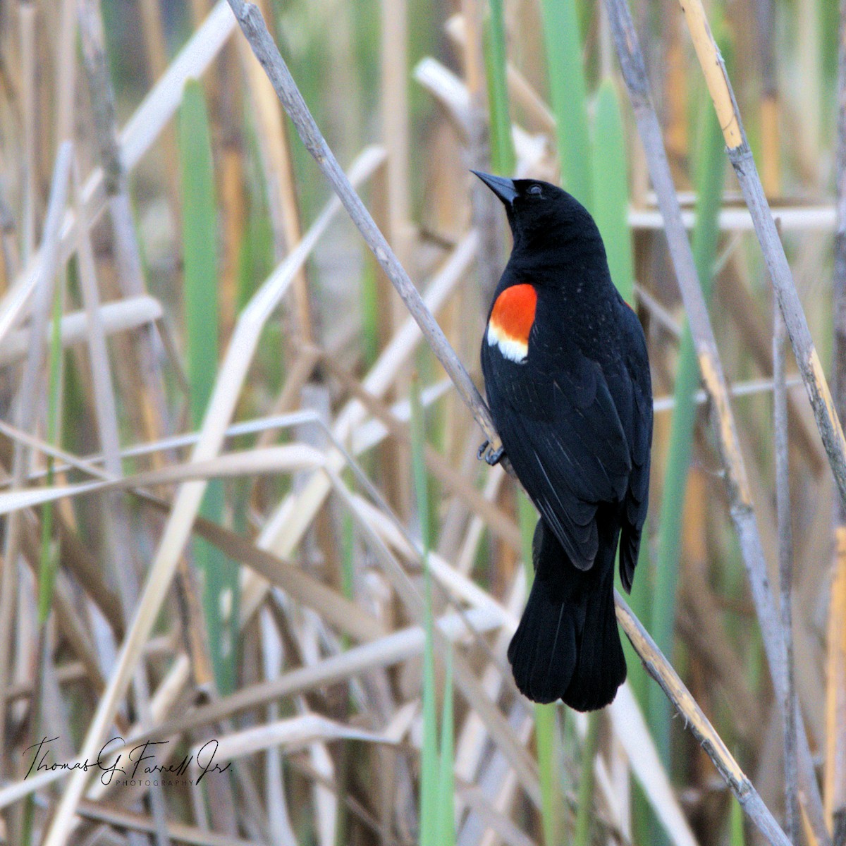 Red-winged Blackbird - ML154630351