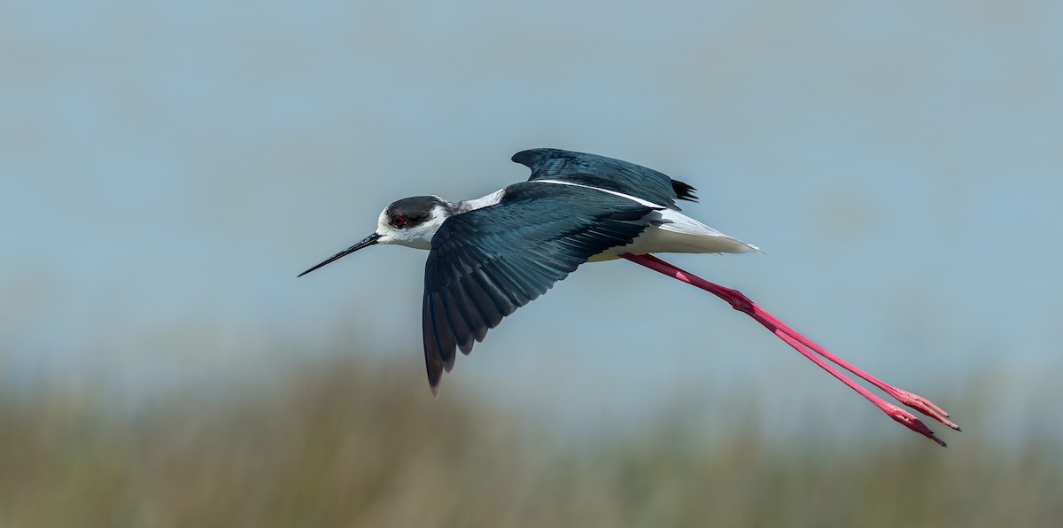 Black-winged Stilt - Rui Pereira | Portugal Birding