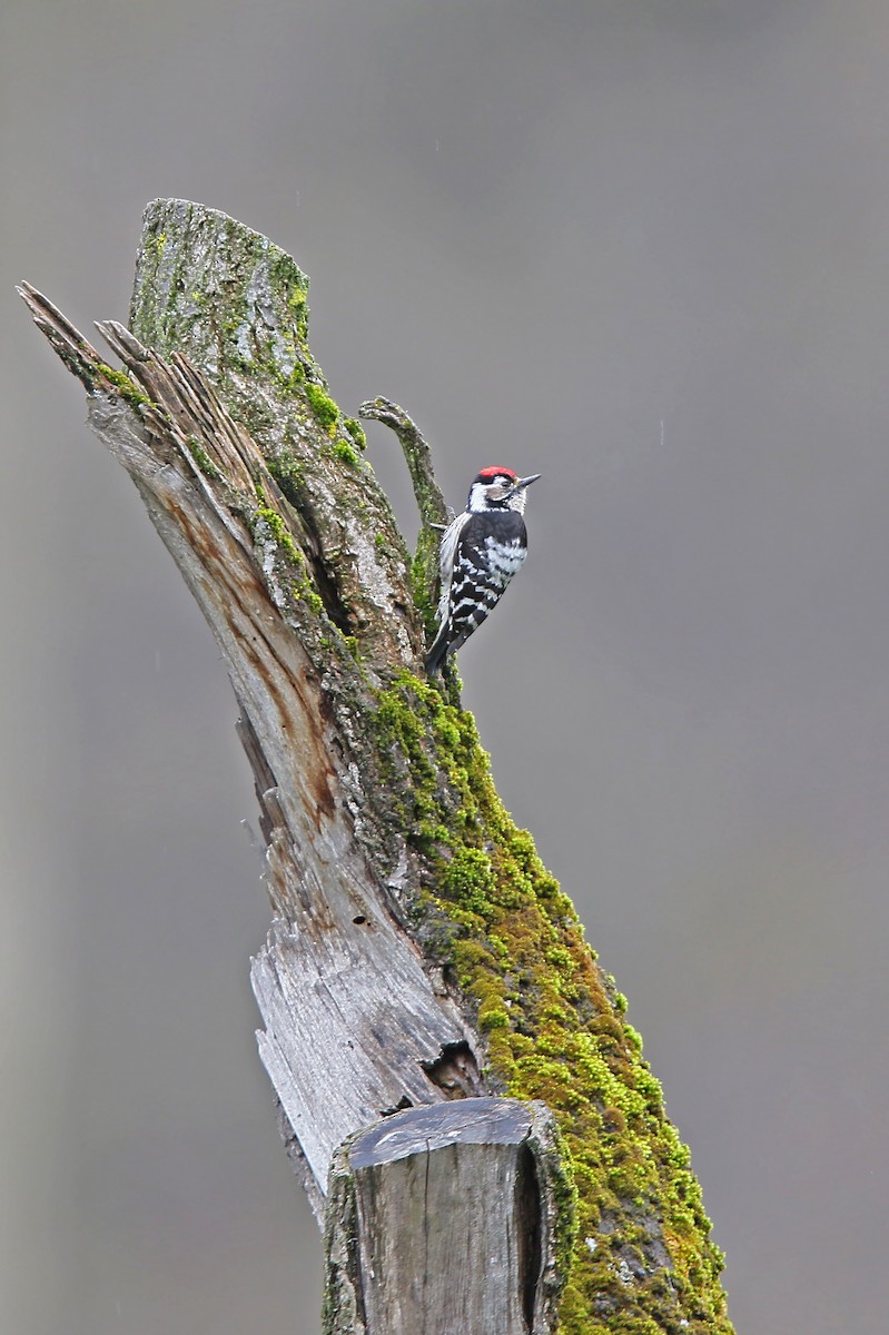 Lesser Spotted Woodpecker - ML154632381