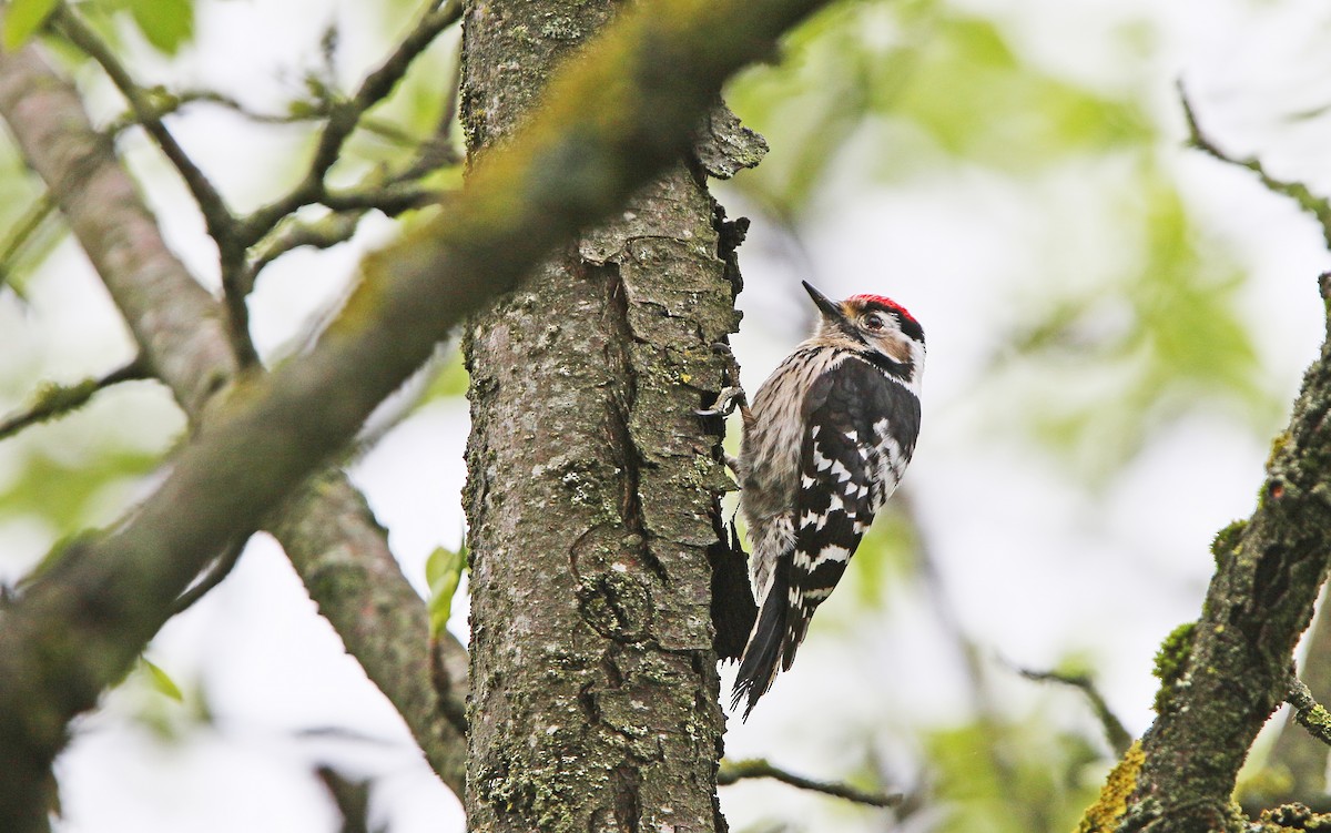 Lesser Spotted Woodpecker - ML154632421