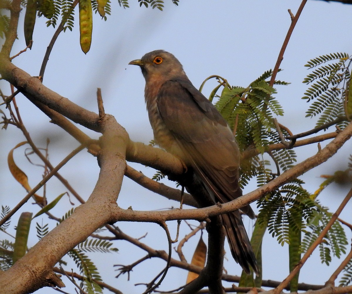 Common Hawk-Cuckoo - Madhu Gupta