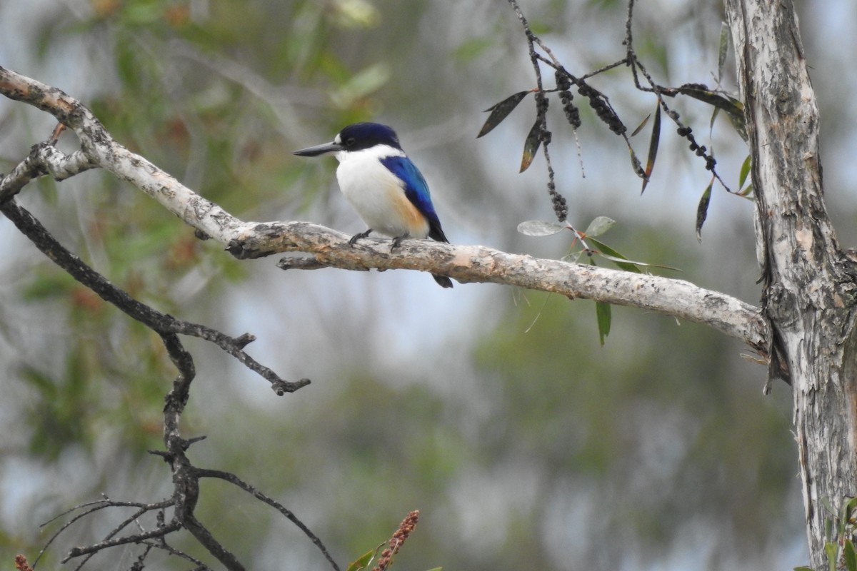 Forest Kingfisher - ML154633701