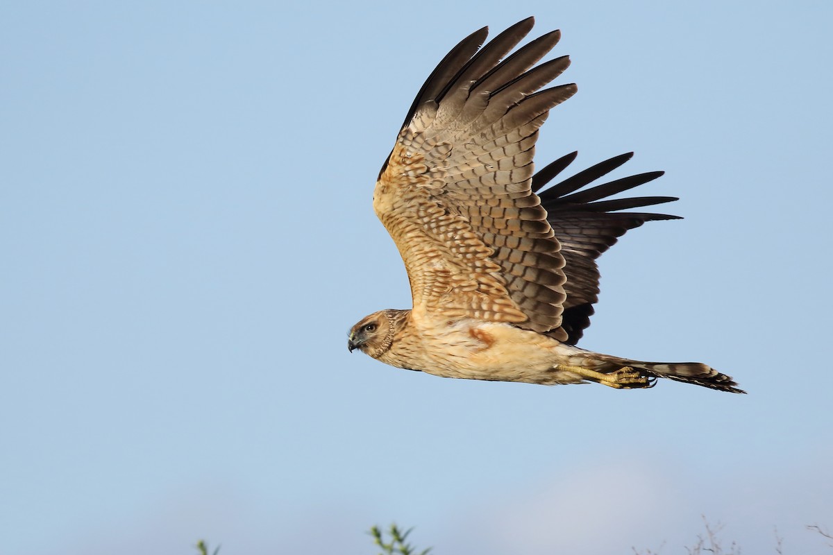 Spotted Harrier - ML154635881