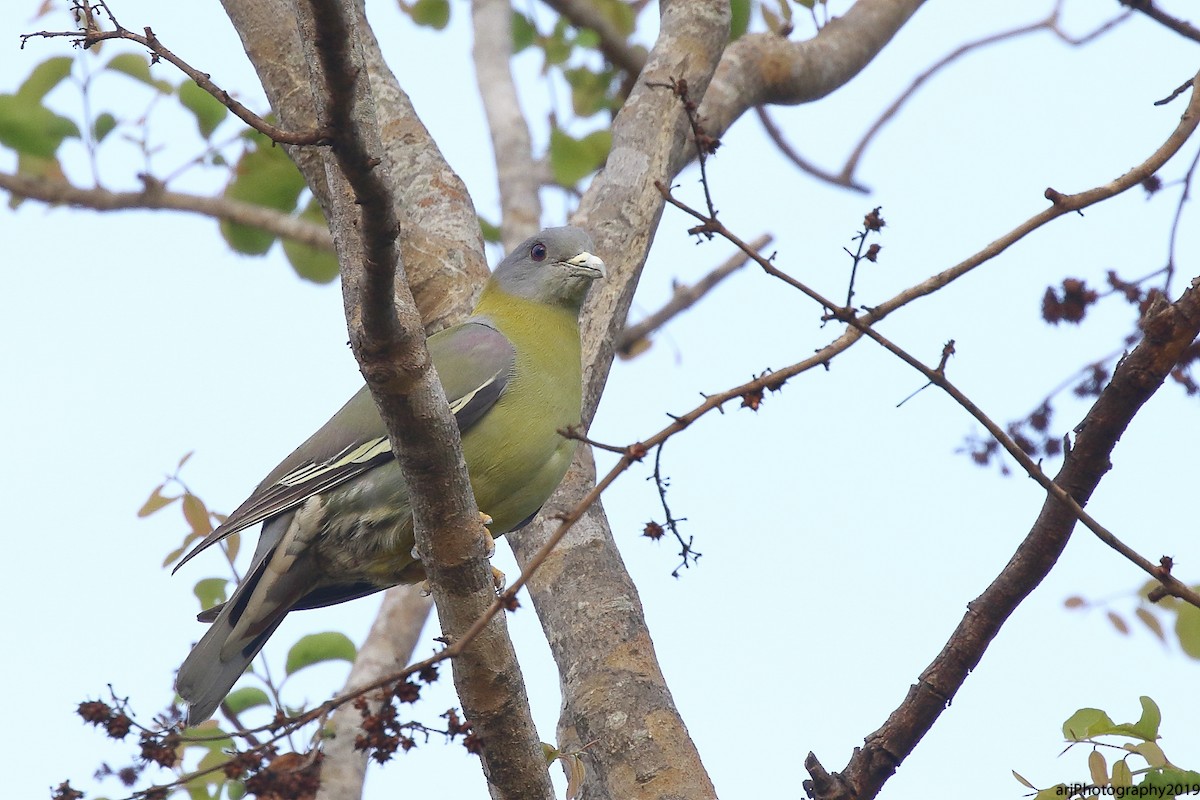 Yellow-footed Green-Pigeon - ML154636171