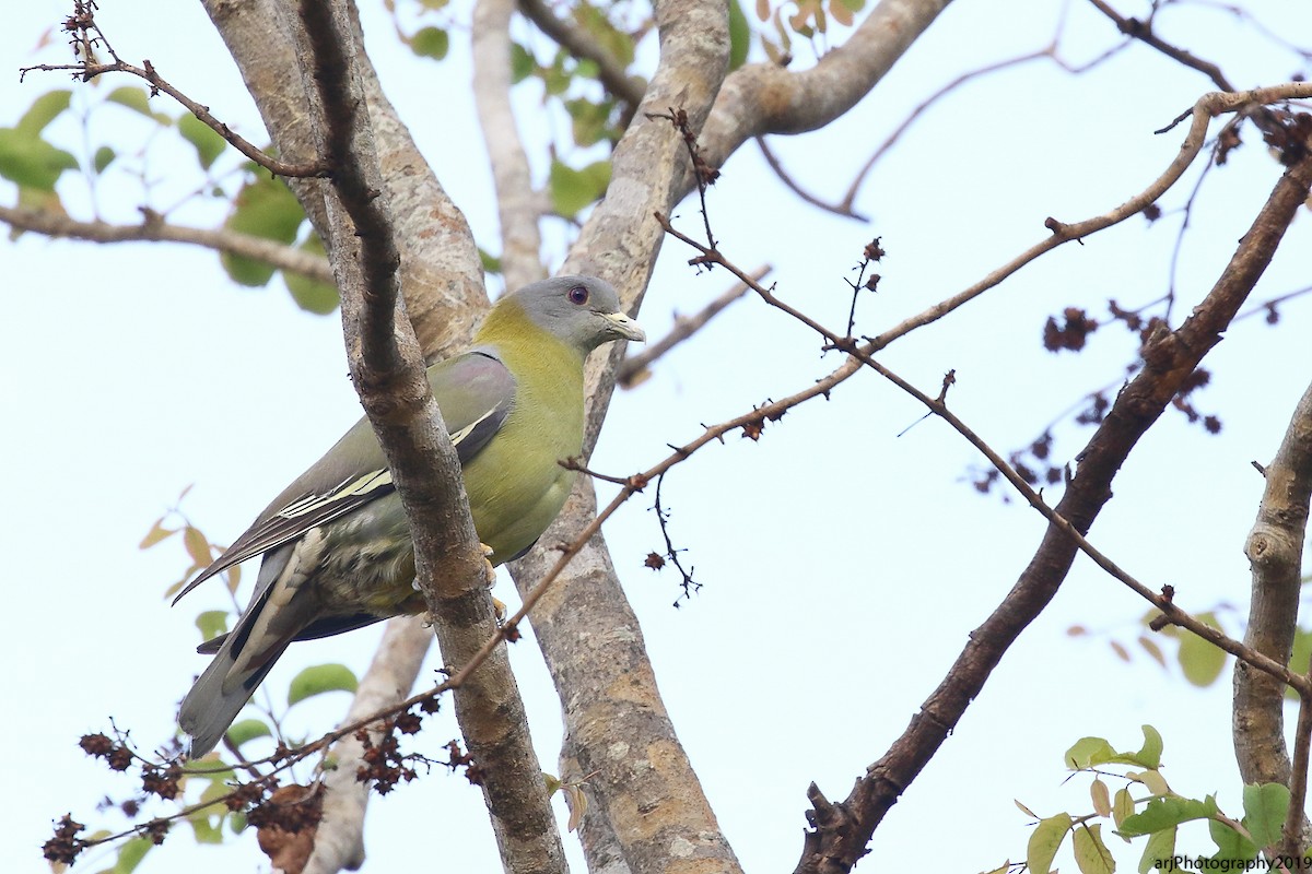 Yellow-footed Green-Pigeon - ML154636181